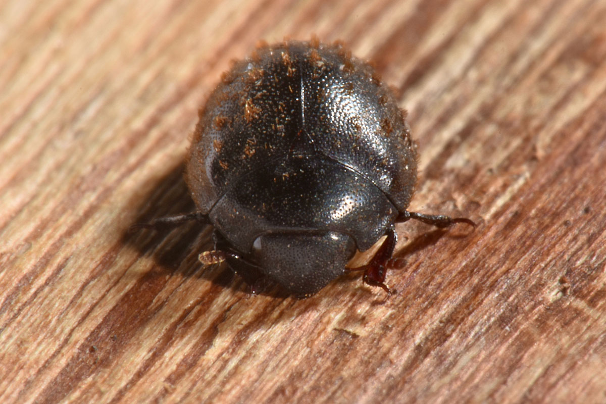 Nosodendridae: Nosodendron fasciculare